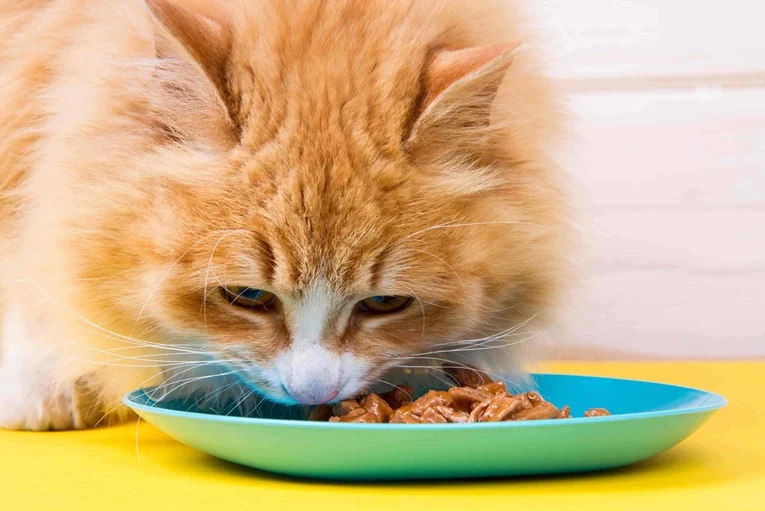 Cat eating wet hot sale food